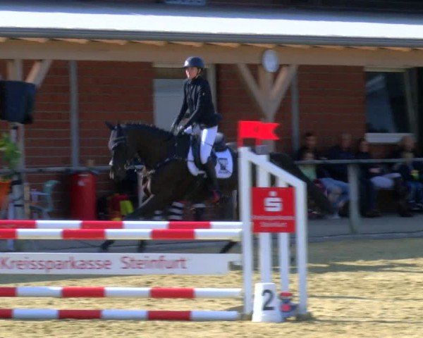 Reitturnier Laer 2024