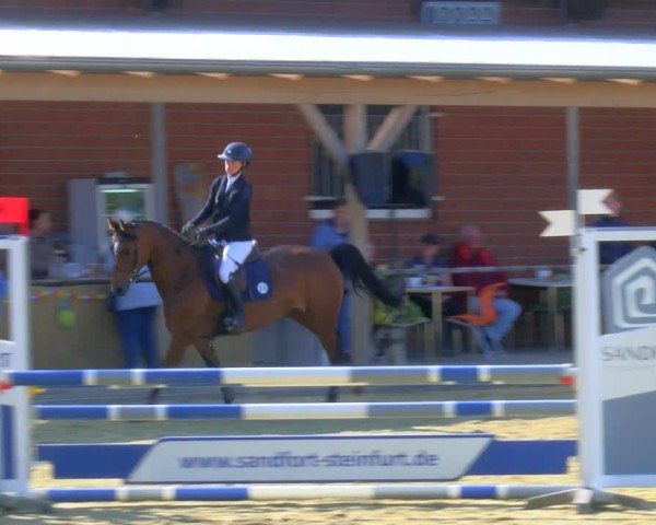 Reitturnier Laer 2024