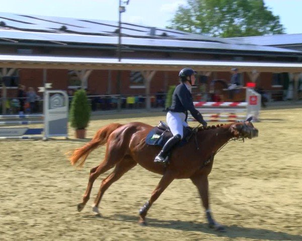 Reitturnier Laer 2024