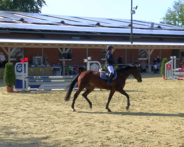 Reitturnier Laer 2024