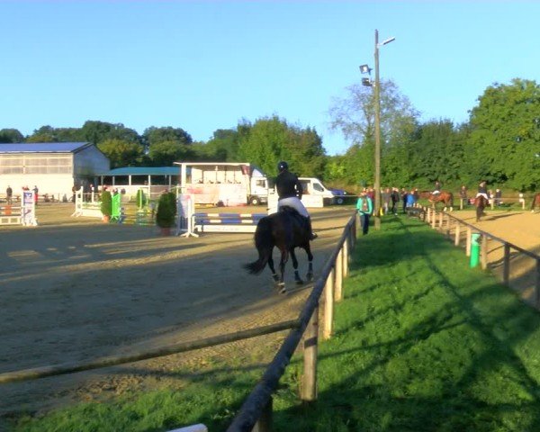 Reitturnier Laer 2024