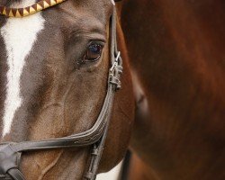 jumper Diamond Blue 11 (German Sport Horse, 2016, from Diarado)