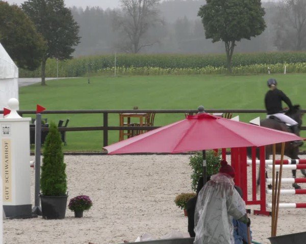 Reitturnier Honsolgen-Buchloe/Schw. 2024