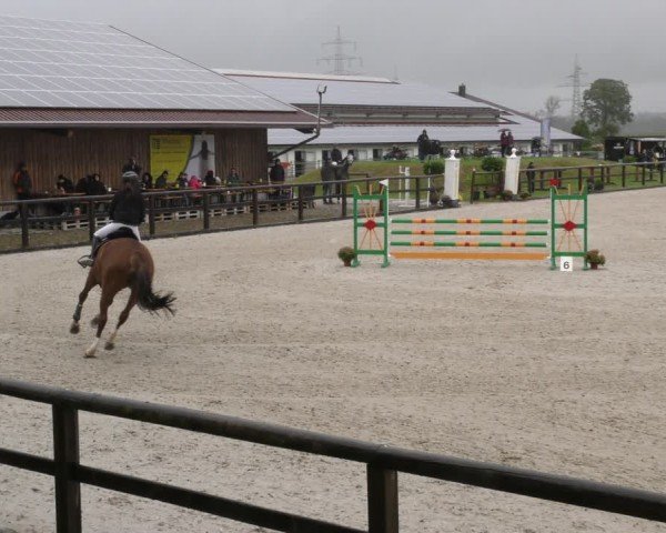 Reitturnier Honsolgen-Buchloe/Schw. 2024