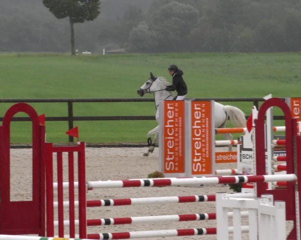 Reitturnier Honsolgen-Buchloe/Schw. 2024