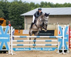jumper Sacir (Zangersheide riding horse, 2017, from Solid Gold Z)