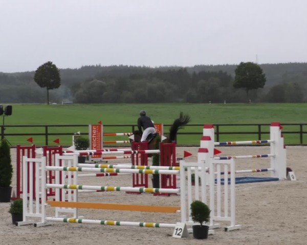 Reitturnier Honsolgen-Buchloe/Schw. 2024