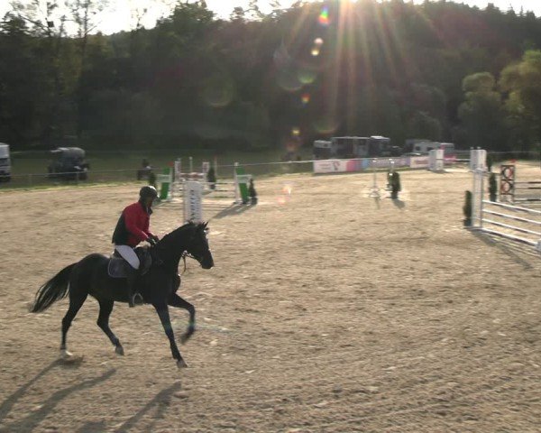 Reitturnier Bad Liebenstein/Sorga 2024