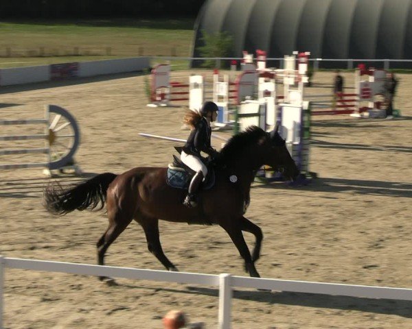 Reitturnier Bad Schmiedeberg 2024
