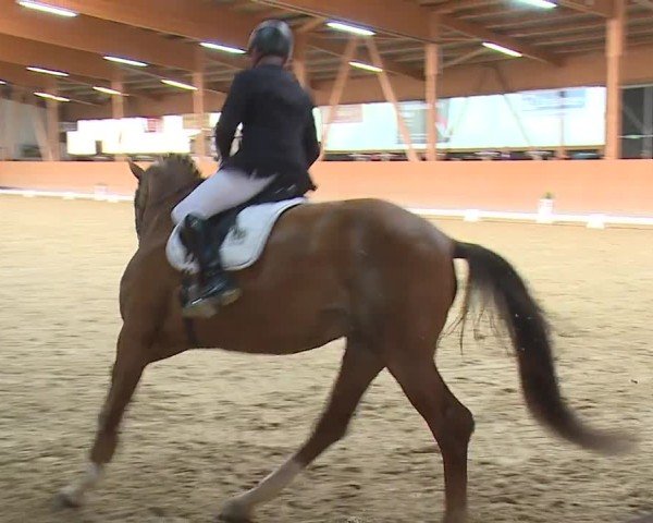 Reitturnier Grafenrheinfeld/Ufr. 2024