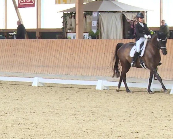 Reitturnier Grafenrheinfeld/Ufr. 2024