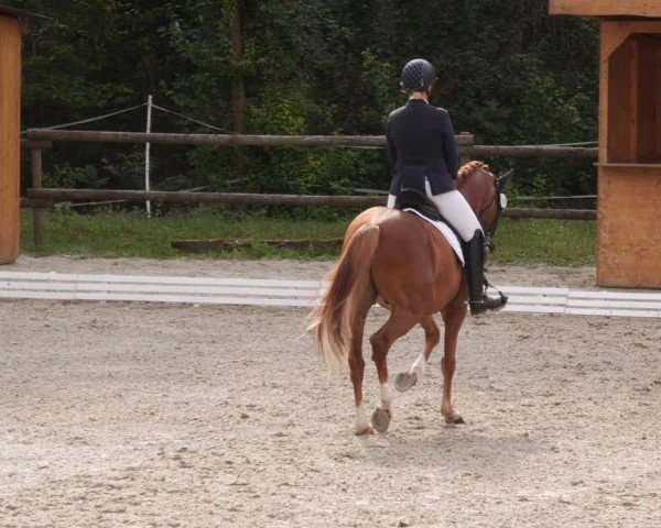 Reitturnier Ditzingen 2024