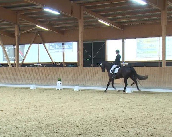 Reitturnier Grafenrheinfeld/Ufr. 2024
