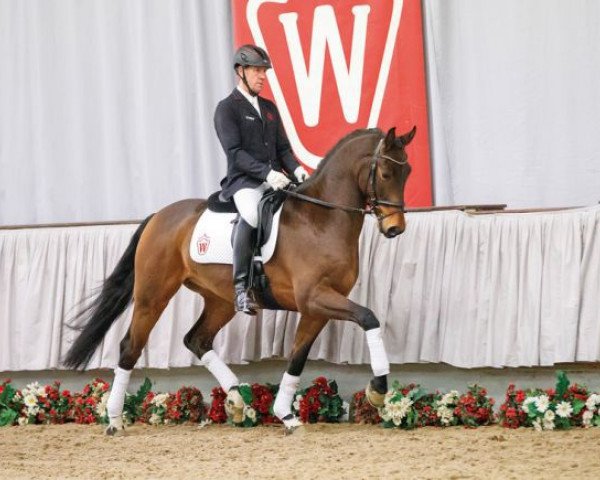 dressage horse Delegro (Westphalian, 2013, from Don Juan de Hus)