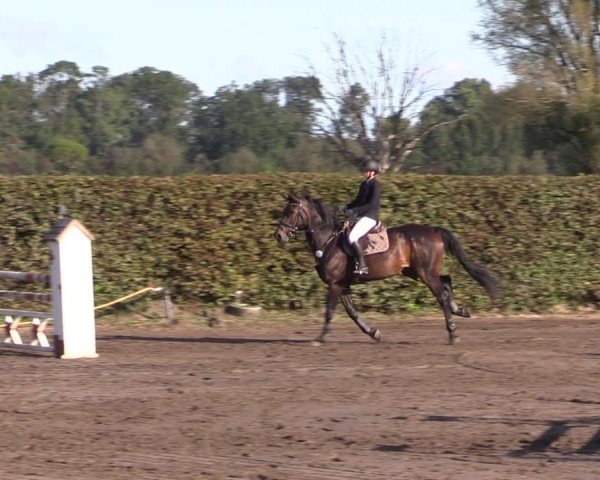 Reitturnier Lentzke - Reitanlage Krehl 2024