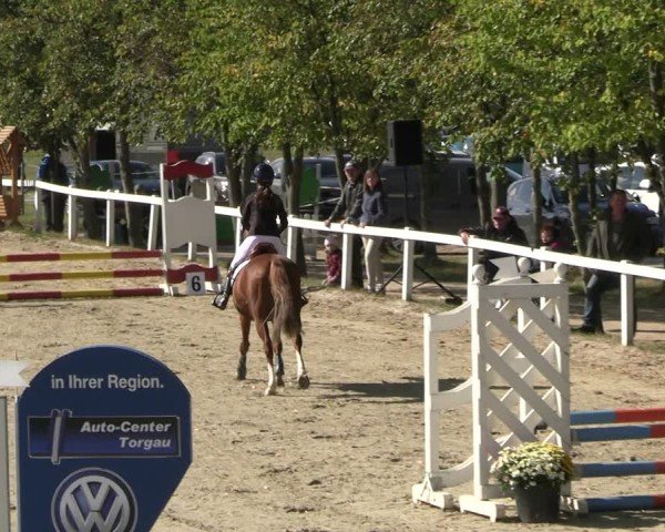 Reitturnier Bad Schmiedeberg 2024