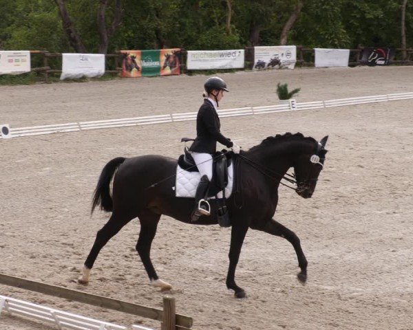 Reitturnier Ditzingen 2024