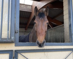 Springpferd Cooper de Clova (Holsteiner, 2013, von Centurion)