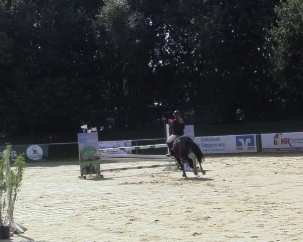 Reitturnier Seppenrade 2024