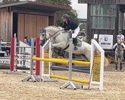 jumper Suits MG (German Sport Horse, 2014, from Stakkato Gold)