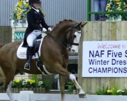 horse Gorgeous George IV (KWPN (Royal Dutch Sporthorse), 2003)