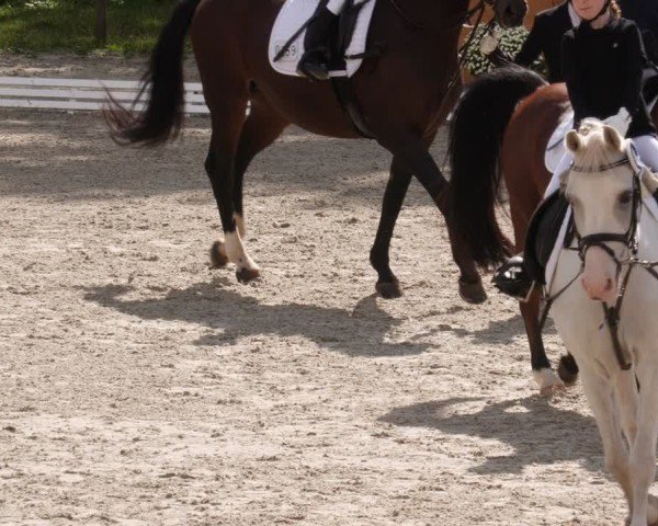 Reitturnier Ditzingen 2024