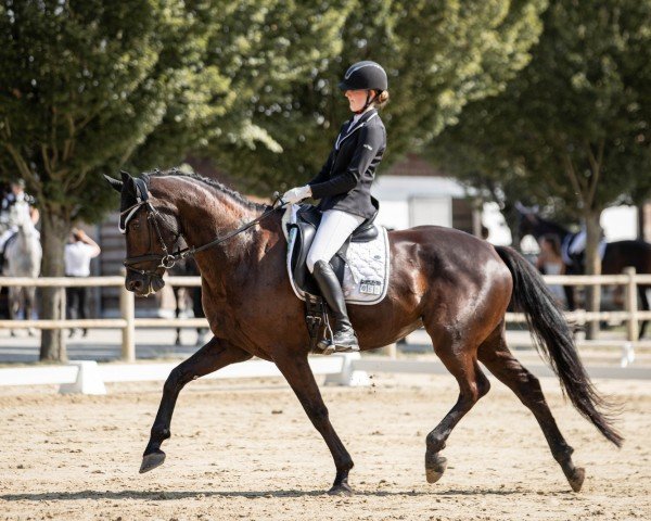 dressage horse Incanta Nera (Hanoverian, 2017, from Asgard's Ibiza)