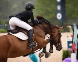 jumper Laureen (KWPN (Royal Dutch Sporthorse), 2016, from Arezzo VDL)