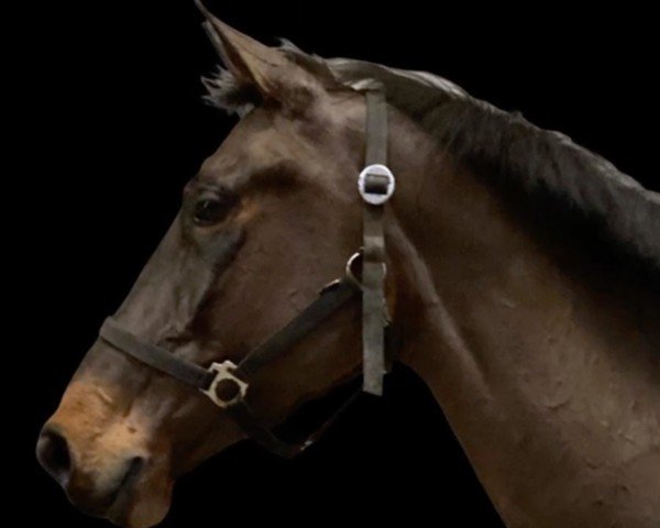 horse mabel (KWPN (Royal Dutch Sporthorse), 2017, from Carrera VDL)