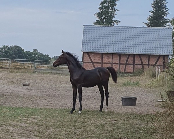 Pferd Constantin (Deutsches Sportpferd, 2024, von Corlou PS)