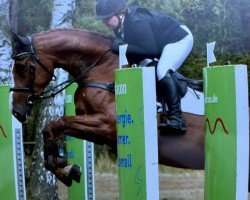 jumper Cavalotta B (Hanoverian, 2020, from Colman)