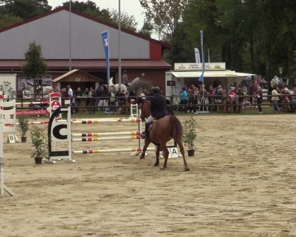 Reitturnier Albersloh 2024