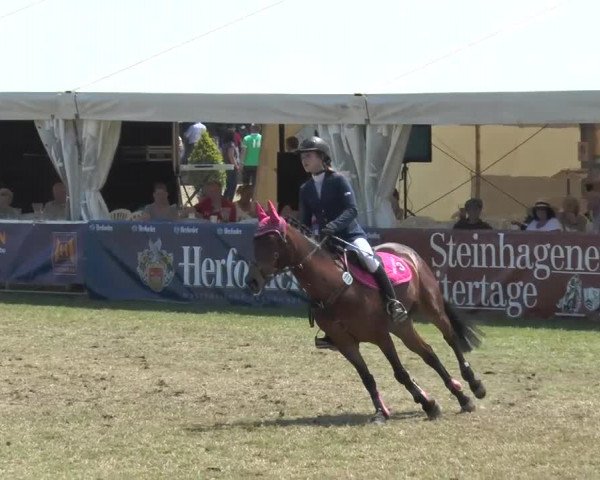 Steinhagener Reitertage 2013