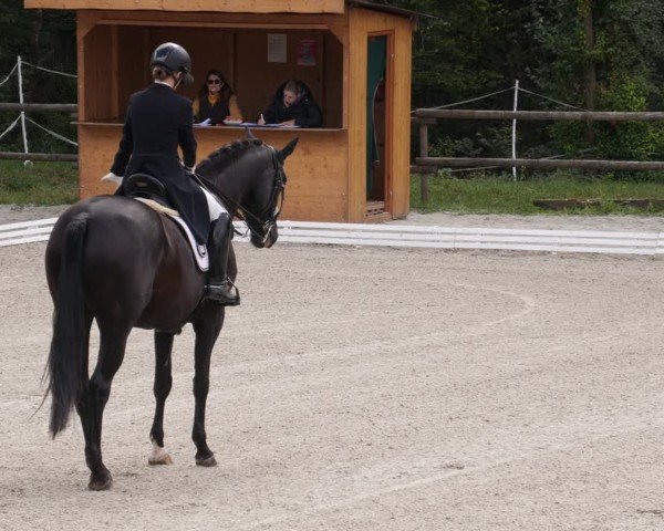 Reitturnier Ditzingen 2024