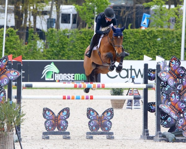 jumper Parinoor Vh Eegdeken (Belgian Warmblood, 2015, from Douglas) jumper Parinoor Vh Eegdeken (Belgian Warmblood, 2015, from Douglas)
