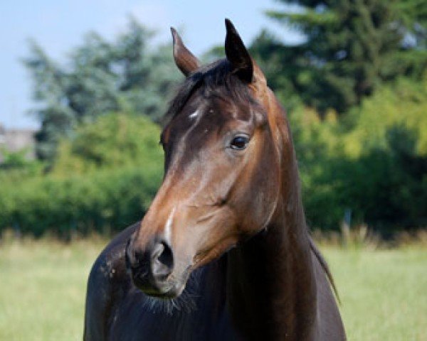horse Chocolate Dream (Rhinelander, 2009, from Conteur)