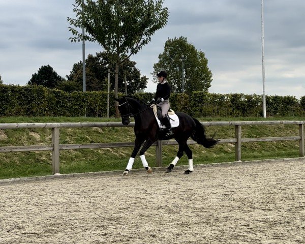 horse Fashion Sunday Z (Westphalian, 2019, from Fashion In Black NRW)