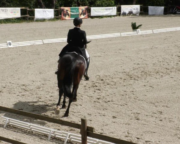 Reitturnier Ditzingen 2024