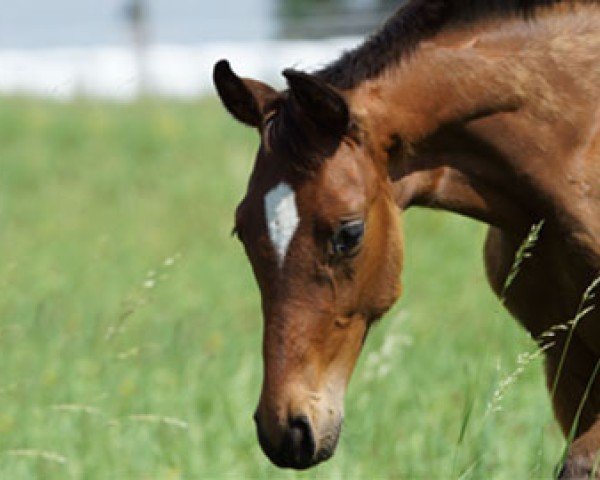 horse Supertalent (Hanoverian, 2013, from Sir Donnerhall I)