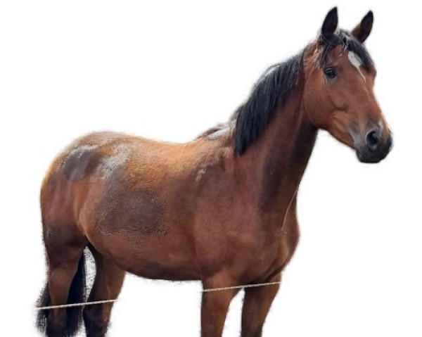 broodmare Erna S (Oldenburg, 2022, from Christ)
