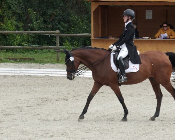 Reitturnier Ditzingen 2024