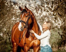 dressage horse Lillifee 160 (German Sport Horse, 2020, from Lord Leopold 7)