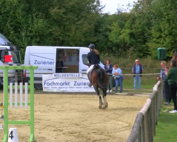 Reitturnier Laer 2024