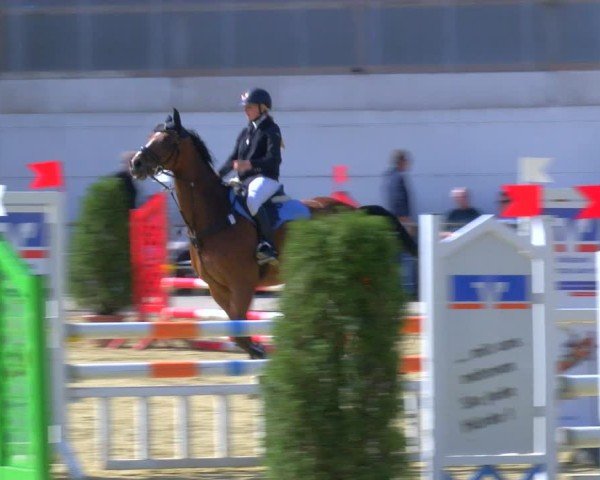 Reitturnier Laer 2024