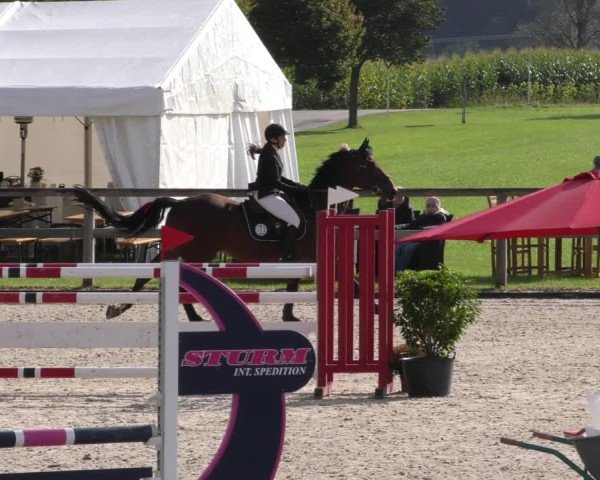 Reitturnier Honsolgen-Buchloe/Schw. 2024