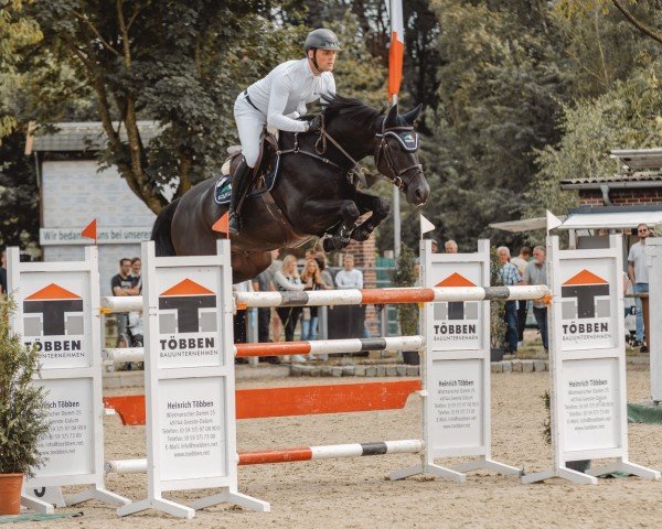jumper Quickly Mcquick (Oldenburg show jumper, 2016, from Quickly de Kreisker)