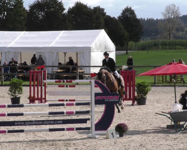 Reitturnier Honsolgen-Buchloe/Schw. 2024