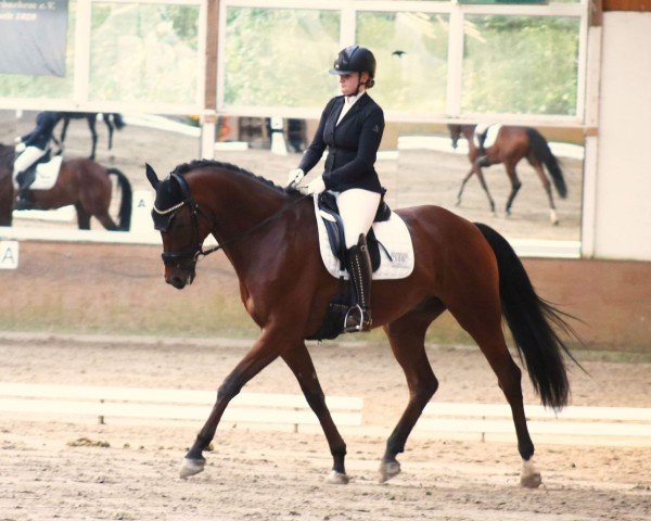 Dressurpferd Sansibar 149 (Trakehner, 2017, von Icare d'Olympe AA)
