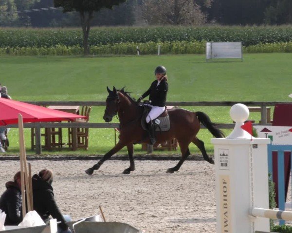 Reitturnier Honsolgen-Buchloe/Schw. 2024