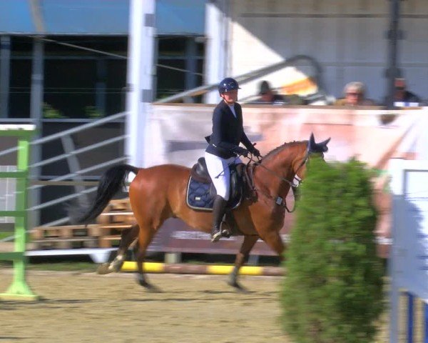 Reitturnier Laer 2024